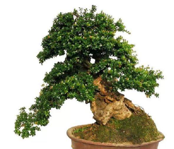 赤楠盆景的4个修剪注意事项