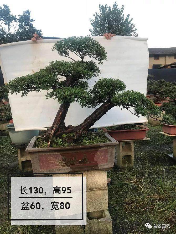 和大师学习制作双干式赤楠盆景