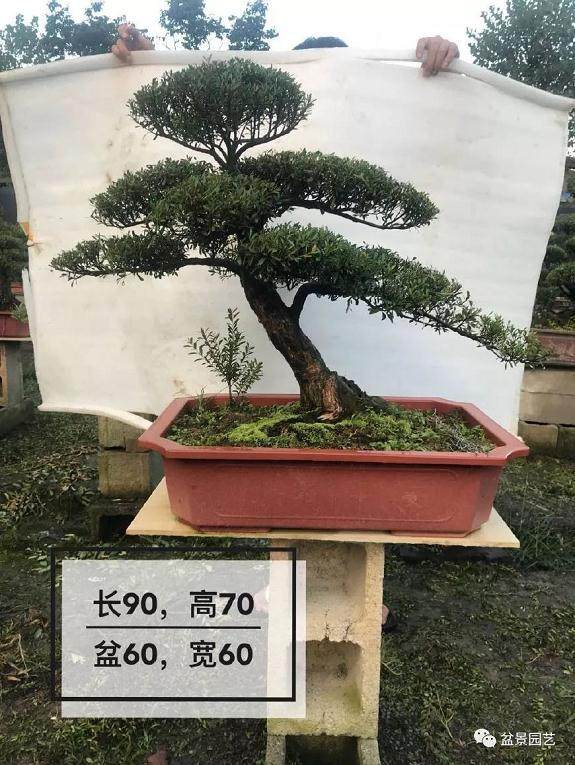 和大师学习制作双干式赤楠盆景