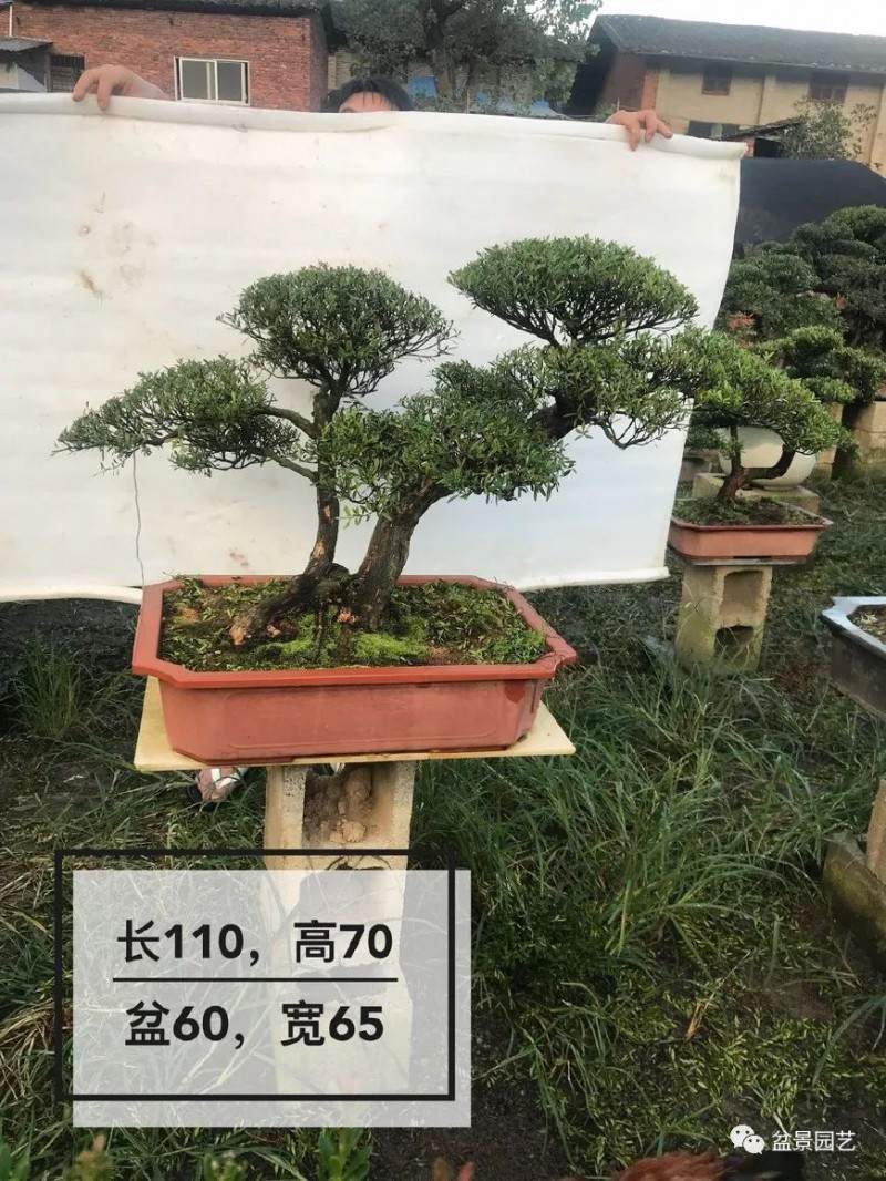 和大师学习制作双干式赤楠盆景