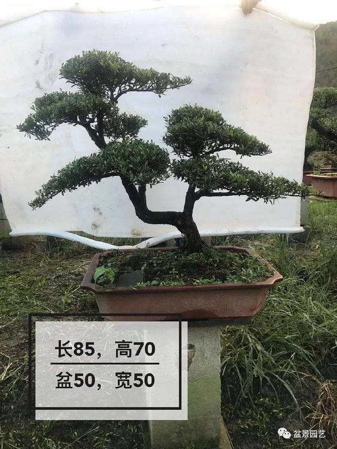 和大师学习制作双干式赤楠盆景