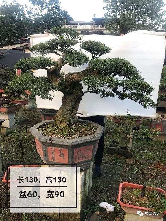 和大师学习制作双干式赤楠盆景