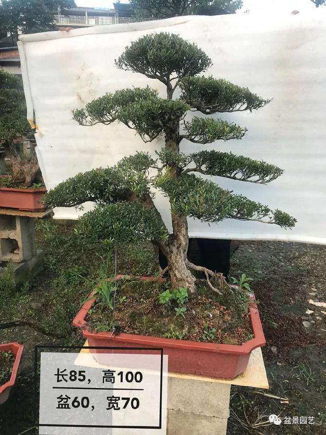 和大师学习制作双干式赤楠盆景