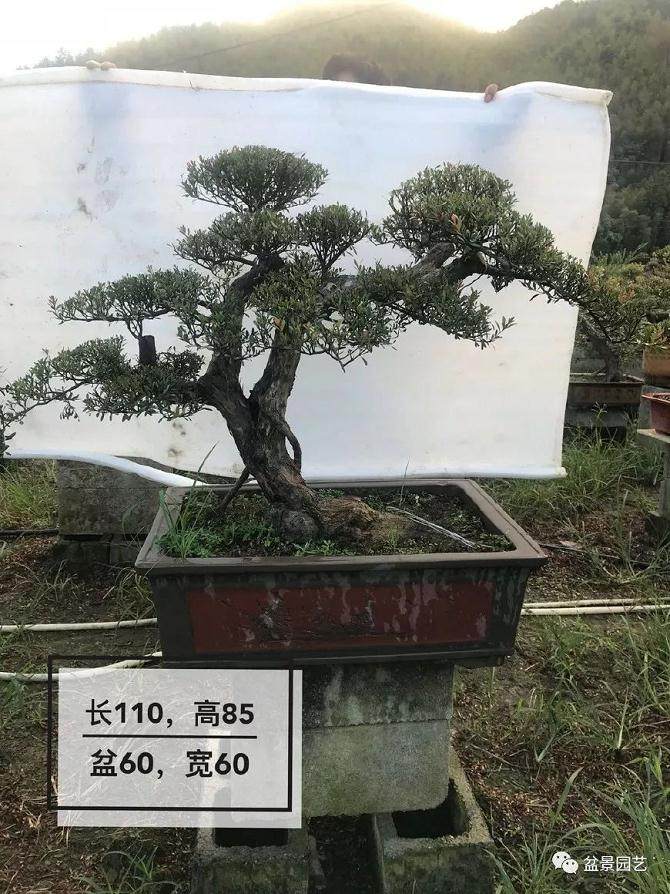 和大师学习制作双干式赤楠盆景