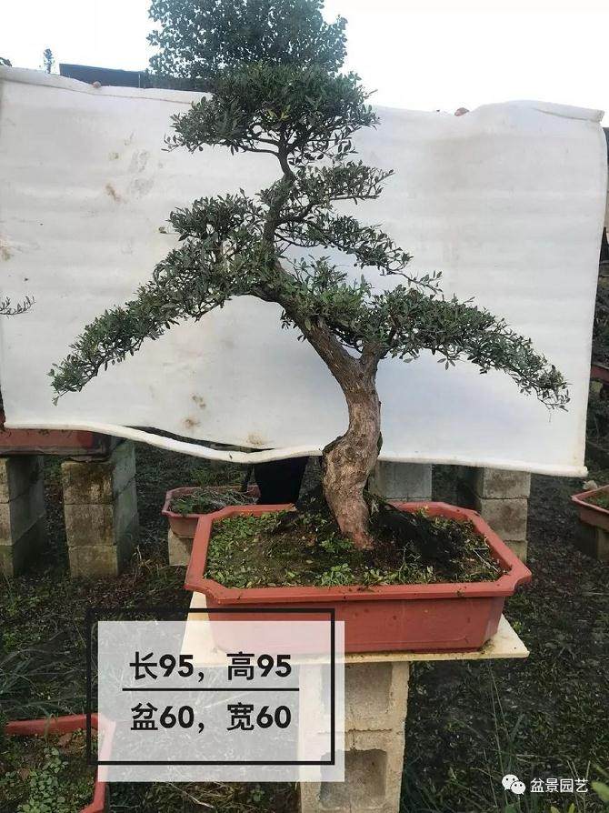 和大师学习制作双干式赤楠盆景