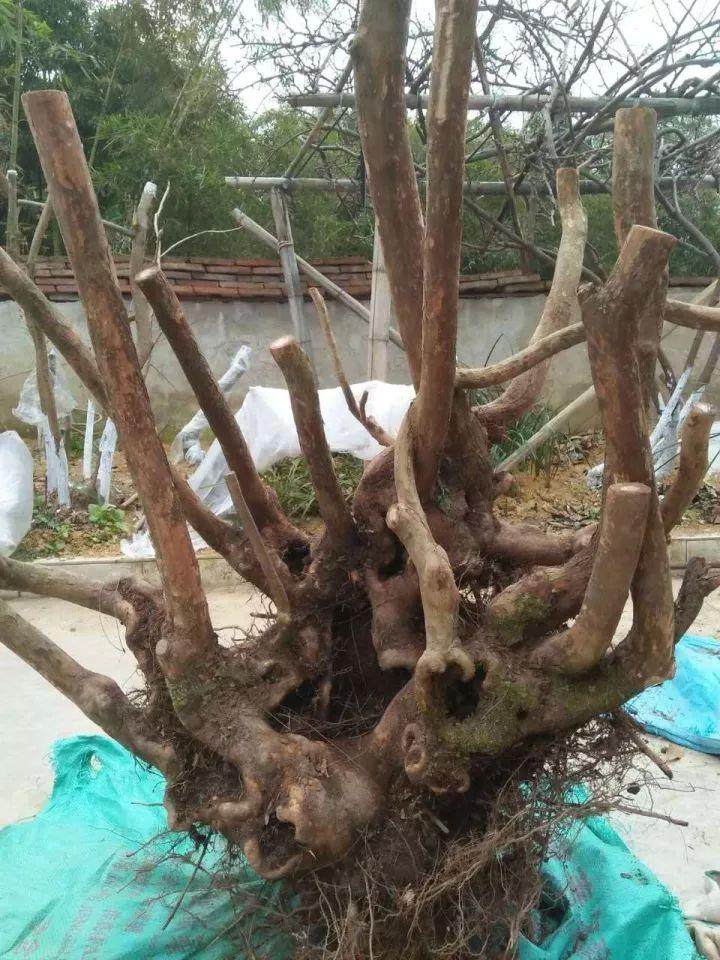 图解 赤楠丛林下山桩的造型设计图片