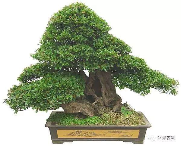 赤楠盆景的取材与上盆过程