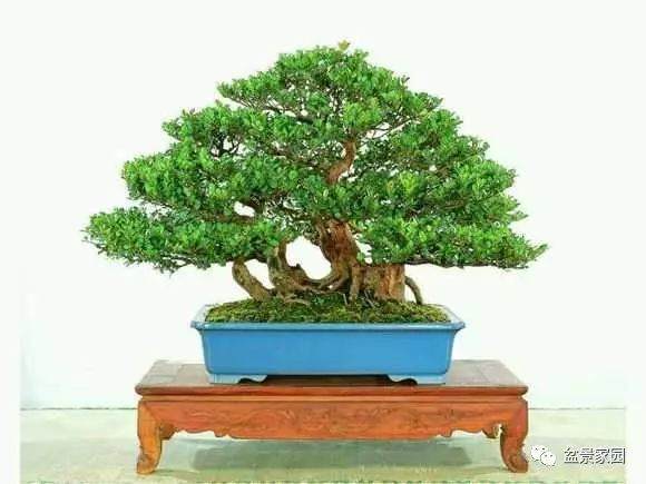 赤楠盆景的取材与上盆过程