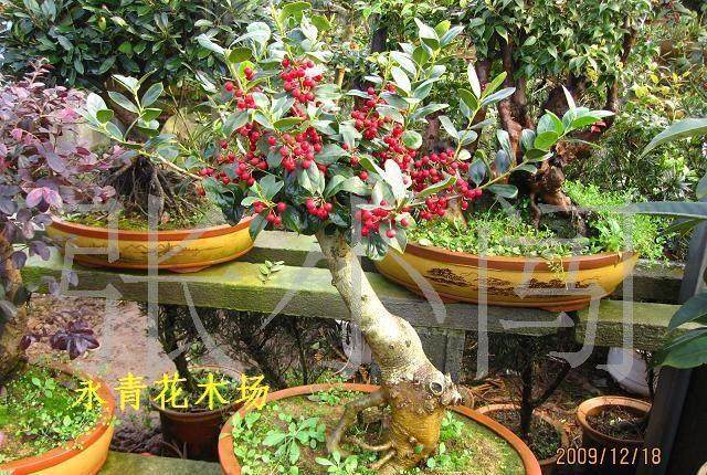 赤楠盆景叶子发黄是怎么回事?4个原因形成