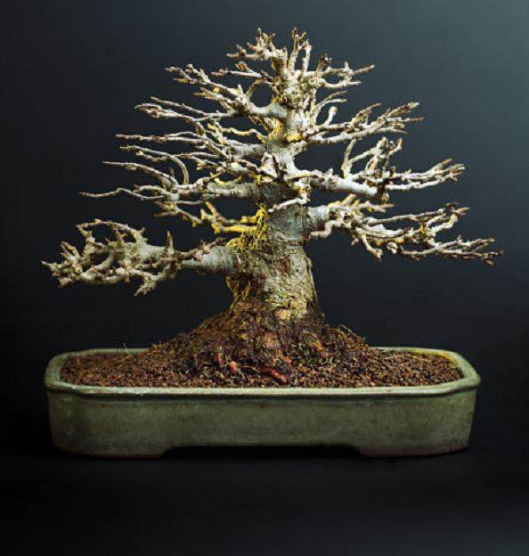 养护赤楠盆景的5个守则