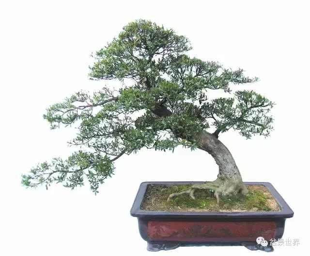 赤楠盆景的桩景艺术造型 3个方面