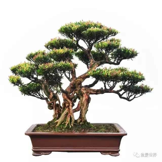 制作赤楠盆景的4个注意事项