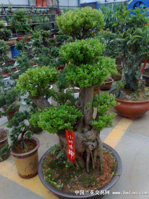 制作赤楠盆景的4个注意事项