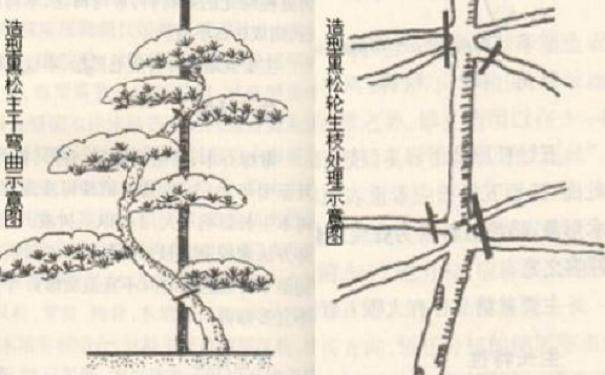 黑松小苗盆景的造型图解
