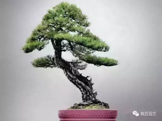 黑松小苗盆景怎样矮化？