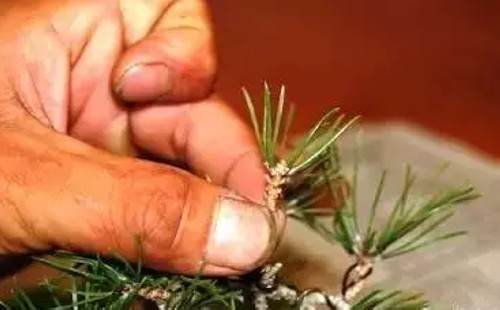 黑松剪枝切芽摘叶的方法3