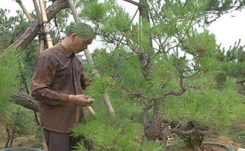 黑松剪枝切芽摘叶的方法1