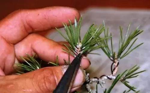 黑松剪枝切芽摘叶的方法2