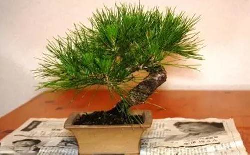 黑松短针切芽图文实例1