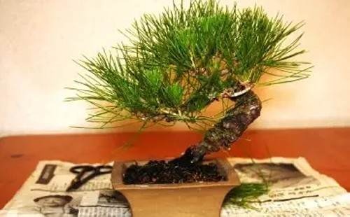 黑松短针切芽图文实例6