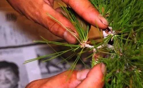 黑松短针切芽图文实例3