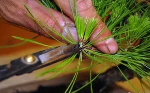 黑松短针切芽图文实例5