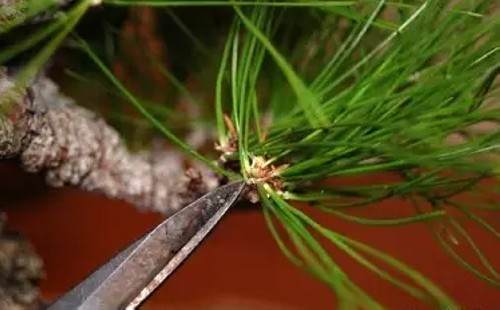 黑松短针切芽图文实例7