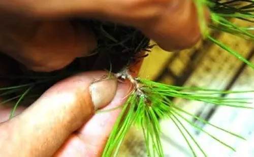 黑松短针切芽图文实例4