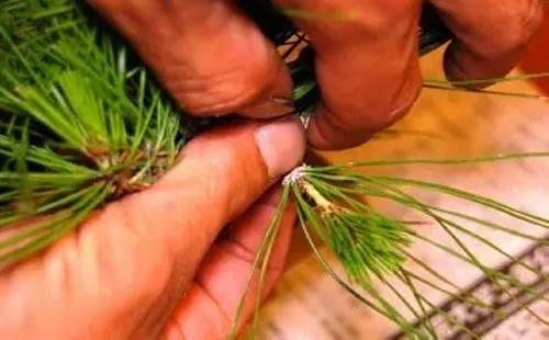 黑松短针切芽图文实例2