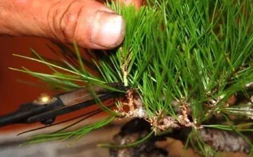 黑松短针切芽图文实例8