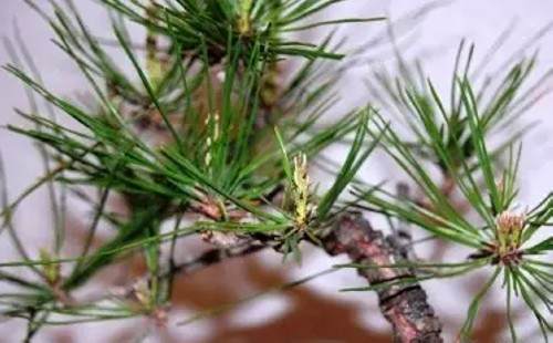 黑松盆景摘芽抜针图解5