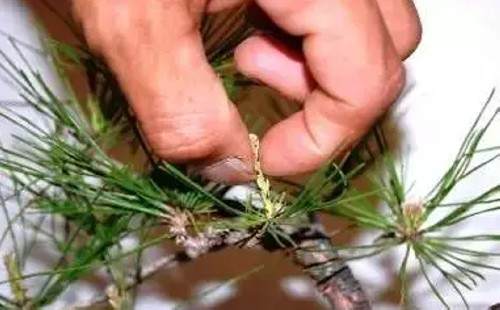 黑松盆景摘芽抜针图解3