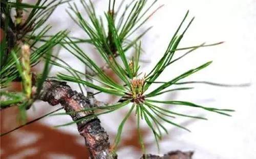 黑松盆景摘芽抜针图解2