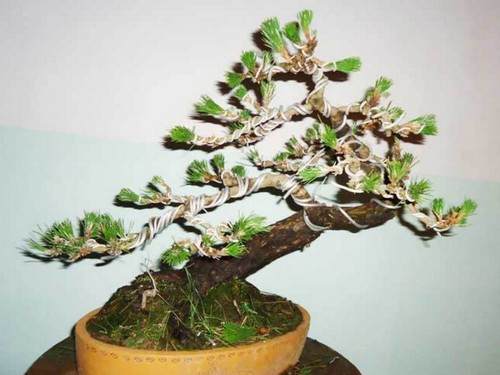 黑松盆景制作方法3