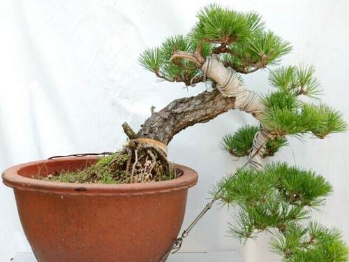 黑松盆景制作方法2