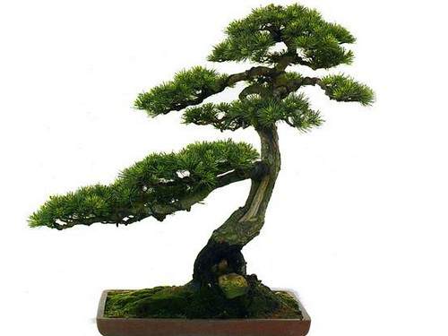 黑松盆景制作方法1