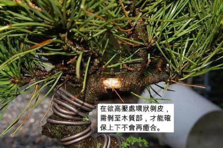 图解 黑松盆景的高压技巧 8幅