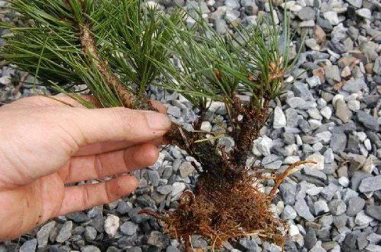 图解 黑松盆景的高压技巧 8幅