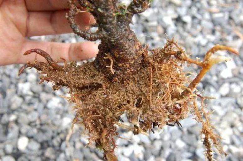 图解 黑松盆景的高压技巧 8幅