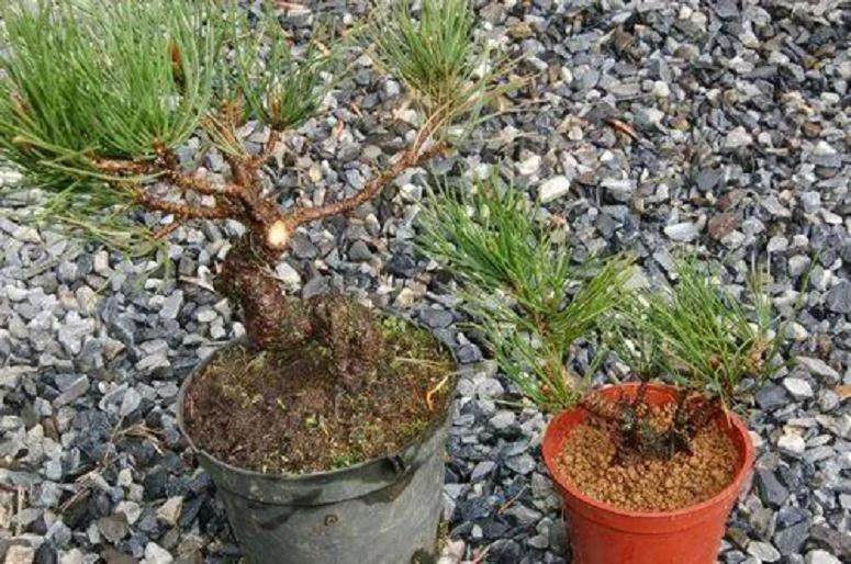 图解 黑松盆景的高压技巧 8幅