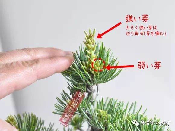图解 五叶松盆景的摘芽技巧 8幅