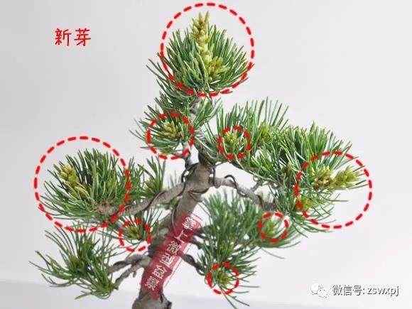 图解 五叶松盆景的摘芽技巧 8幅