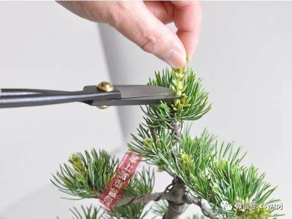 图解 五叶松盆景的摘芽技巧 8幅