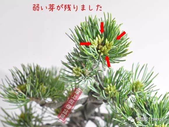 图解 五叶松盆景的摘芽技巧 8幅