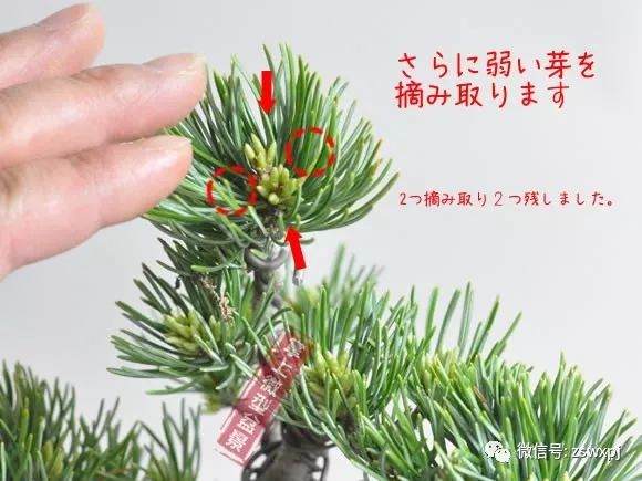 图解 五叶松盆景的摘芽技巧 8幅