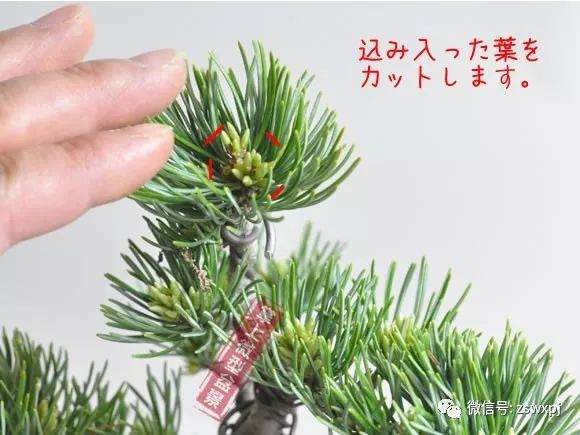图解 五叶松盆景的摘芽技巧 8幅
