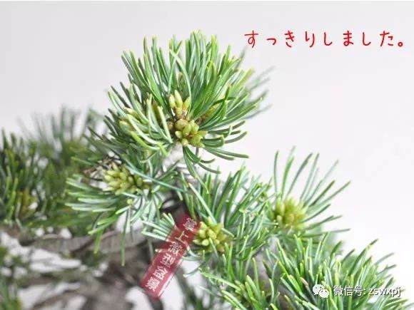 图解 五叶松盆景的摘芽技巧 8幅