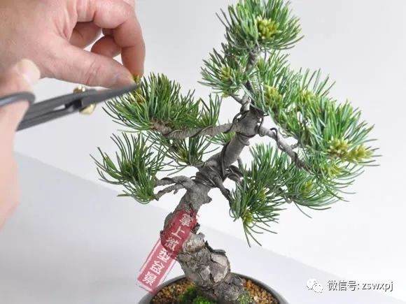 图解 五叶松盆景的摘芽技巧 8幅