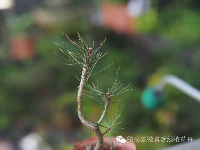 图解 黑松盆景叶子短细密的方法 9幅