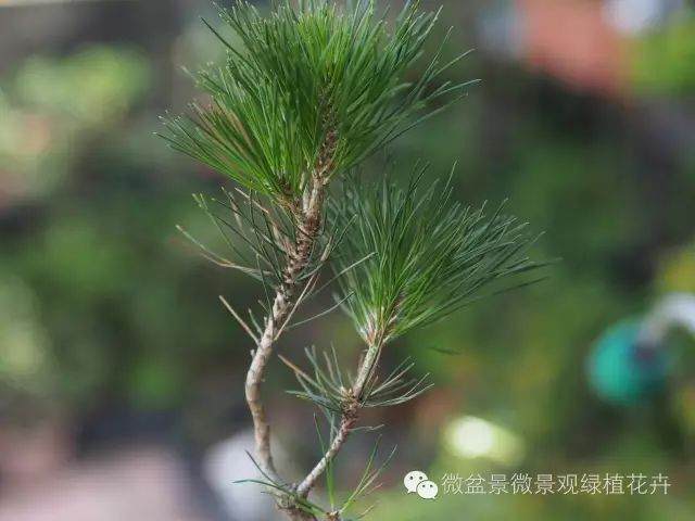 图解 黑松盆景叶子短细密的方法 9幅